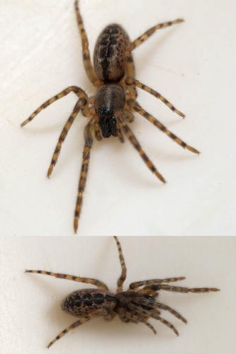 Réf. 286 895 : Segestria bavarica